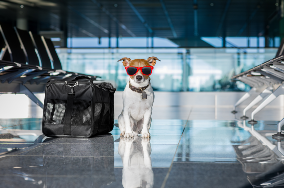 viagem-internacional-pet
